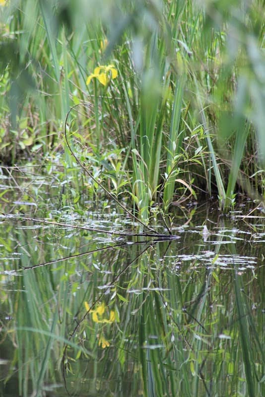 Moorhall Nature Reserve - Image 1