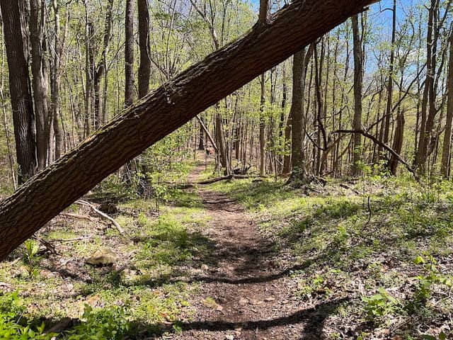 Natchez Trace - Image 1