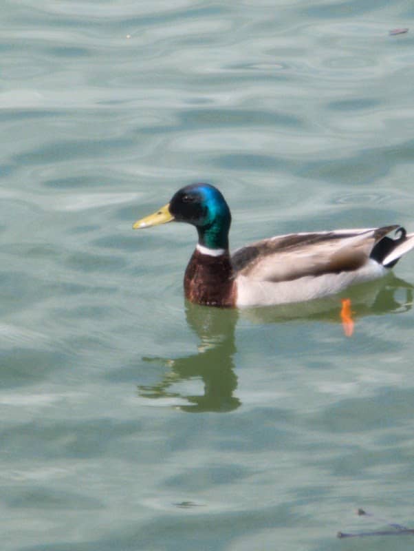 Lake Front Park - Grosse Pointe Woods - Image 1