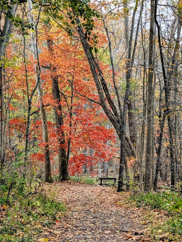 Cottonwood Picnic Pavilion - Image 2