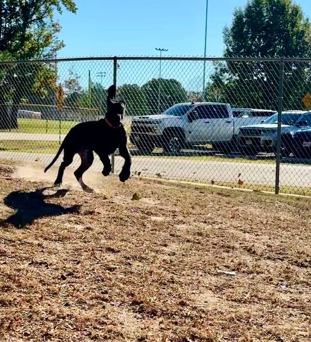 Spring Lake Park Dog Park - Image 2