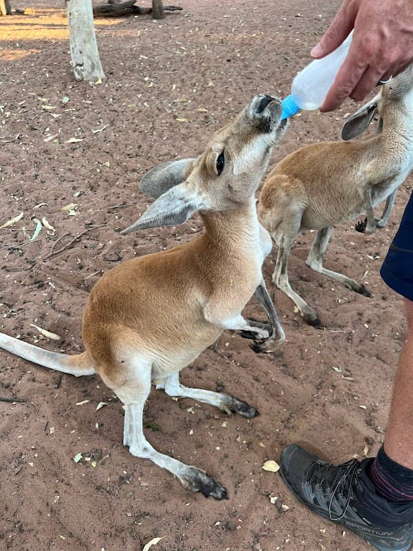 Kangaroo Haven - Image 1