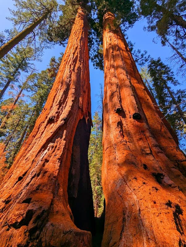 Stanislaus National Forest - Image 3