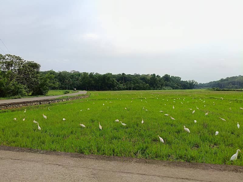 Paddy View point - Image 1