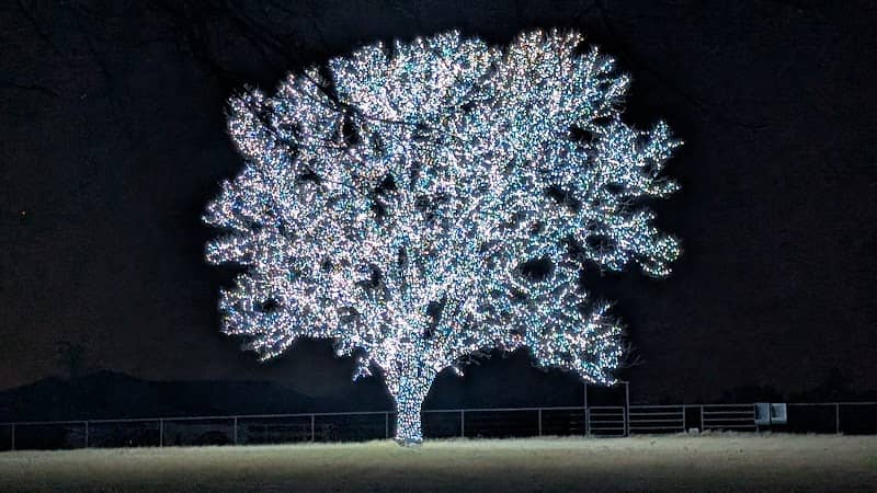 Bartonville Tree - Image 1