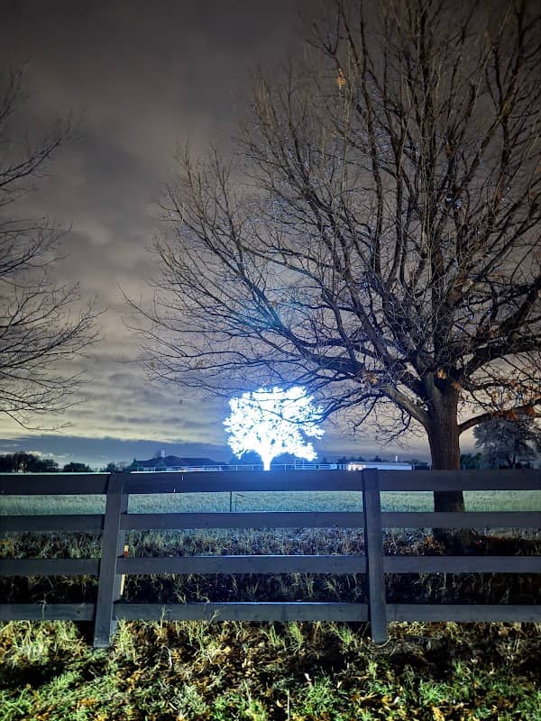 Bartonville Tree - Image 2