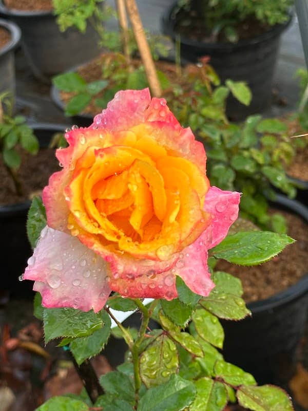 Rose Lovers' Garden - Image 1