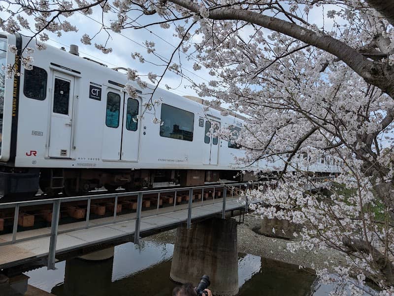 池田川 桜並木(臨時駐車場) - Image 2