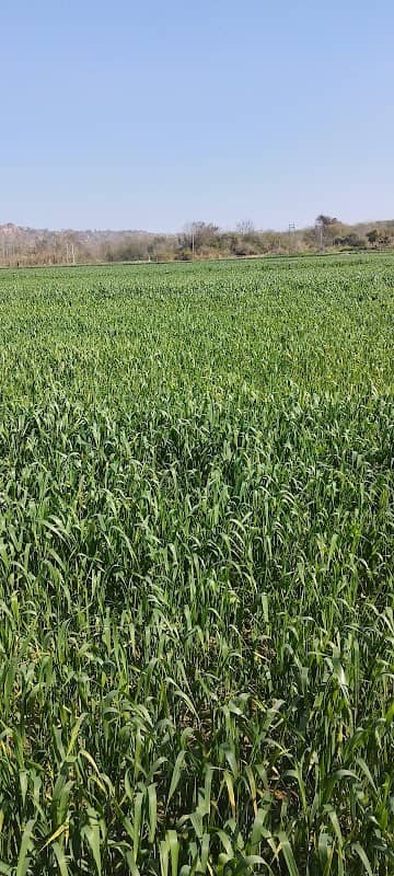 ANavi farm - Image 2