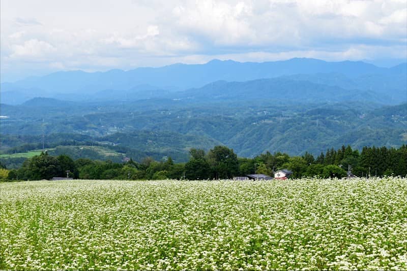 Shimojo Soba Field - Image 1