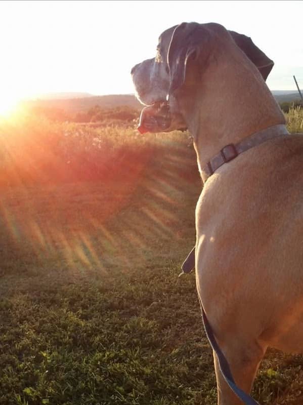 HOMER'S FAVORITE PLACE - Image 1