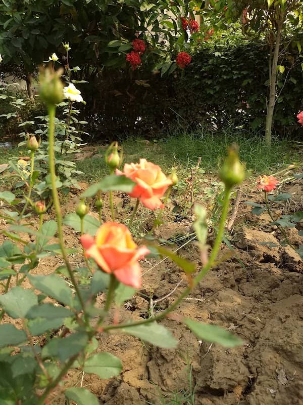 GENETIC ROSE PARK - Image 2