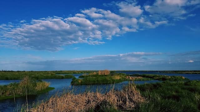 Big Branch Marsh National Wildlife Refuge - Bayou Lacombe Unit - Image 3