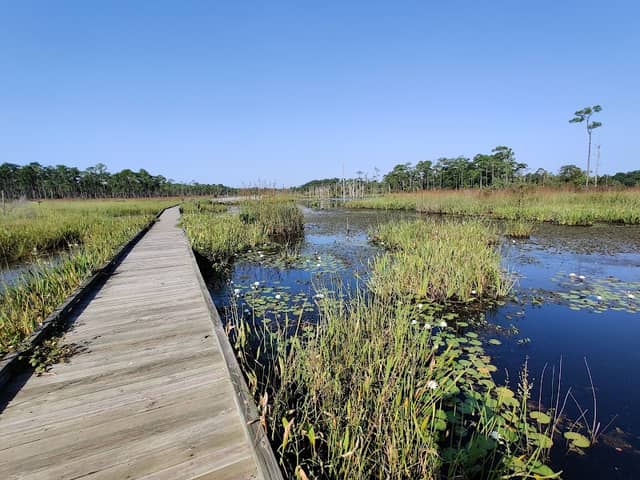 Big Branch Marsh National Wildlife Refuge - Bayou Lacombe Unit - Image 1
