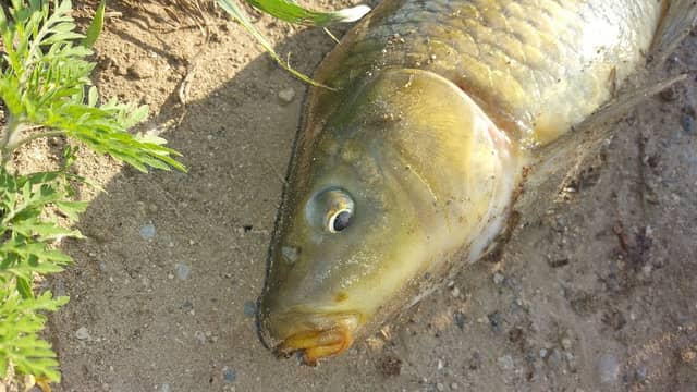 Fishing Parking - Image 1