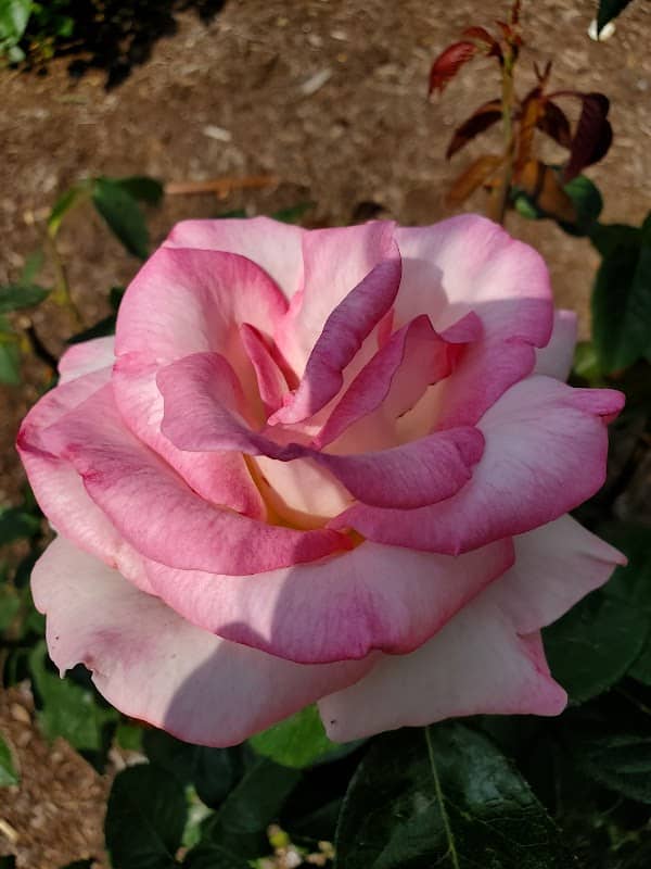 Colonial Park Gardens - Image 2