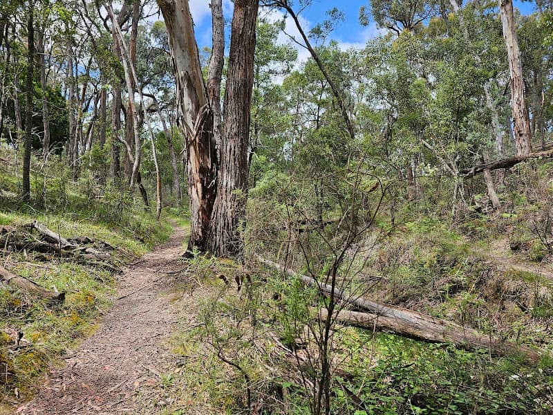 Koala park - Image 1