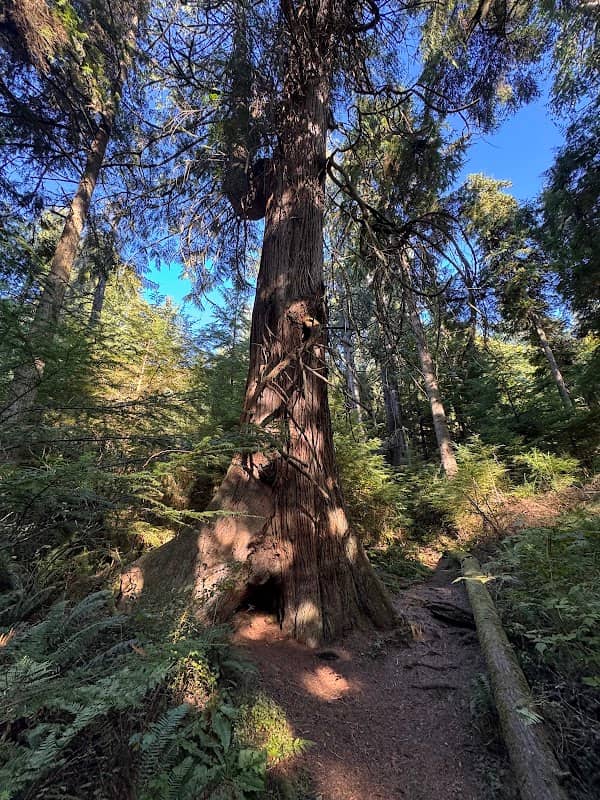 Ancient Cedar Tree - Image 1