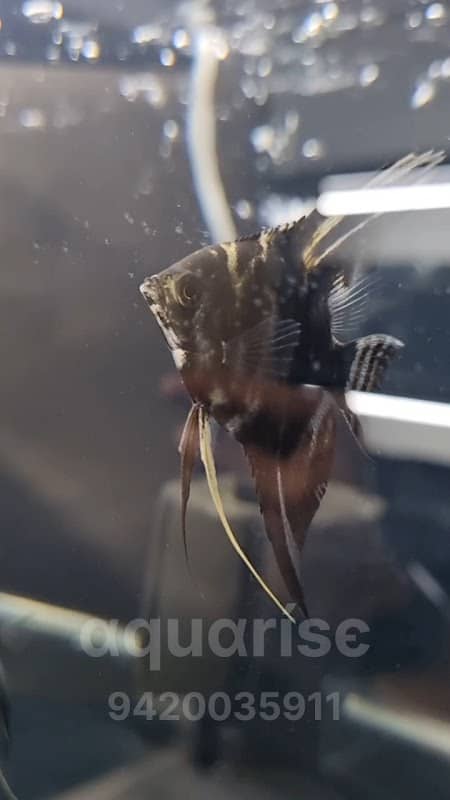 Aquarise Fish Aquarium - Image 1
