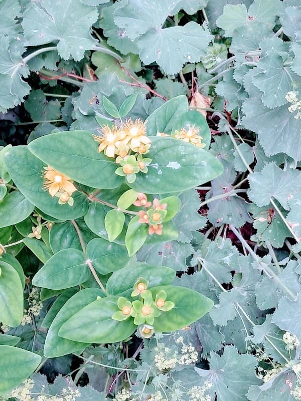 Streuobstwiese Bortfeld - Image 1