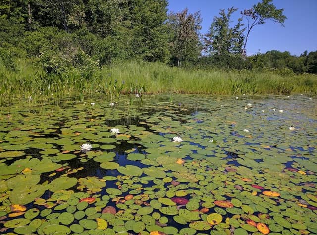 Mercer Bog Wildlife Management Area - Image 1