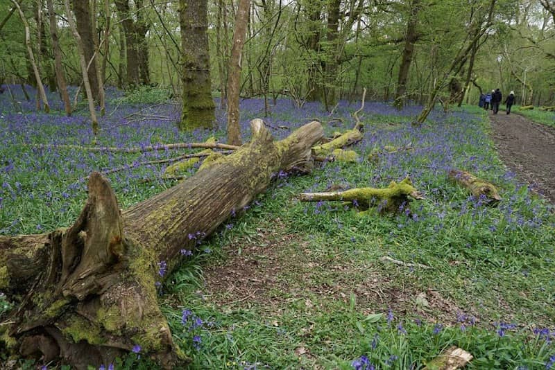 RSPB Garston Wood - Image 1