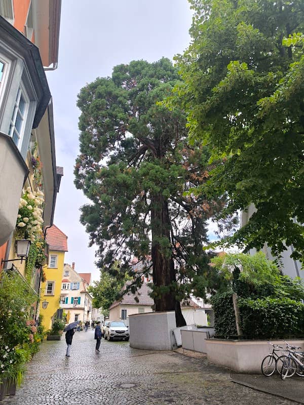 Mammutbaum Lindau - Image 1