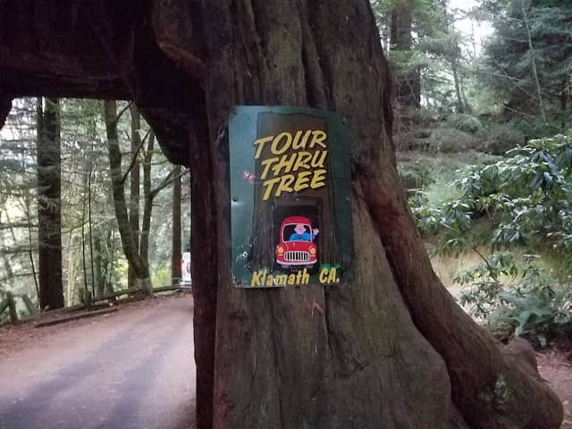 Klamath Tour Thru Tree - Image 2