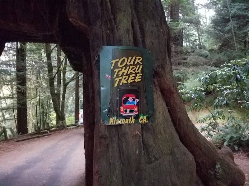 Klamath Tour Thru Tree - Image 1