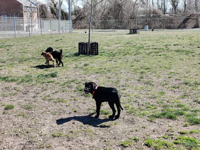 Milford Dog Park - Image 1