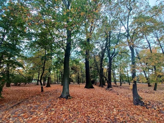 Zabytkowy park w Polkowicach Dolnych( - Image 2