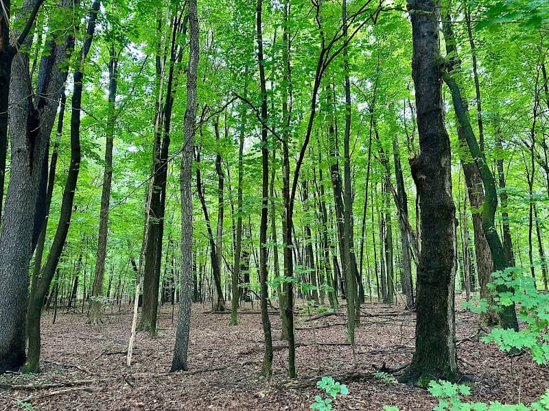 Mass Audubon Lincoln Woods Wildlife Sanctuary - Image 2