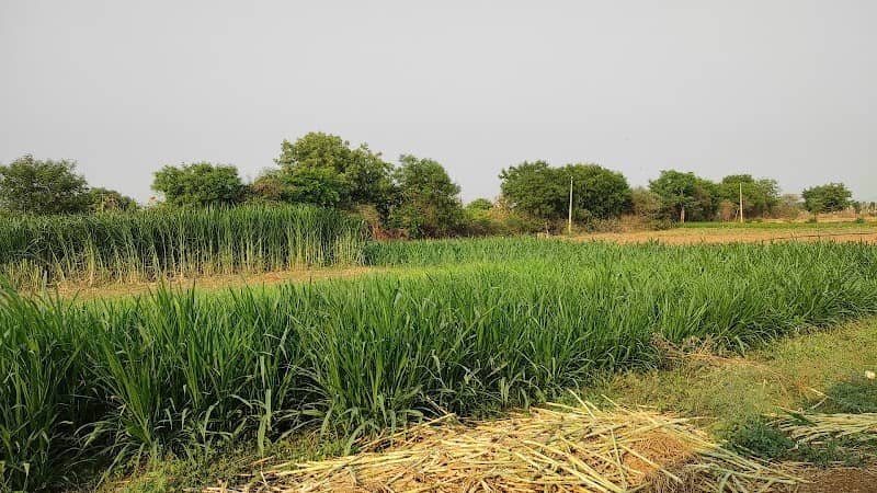 Yekula Krishnaiah Farming Land - Image 1