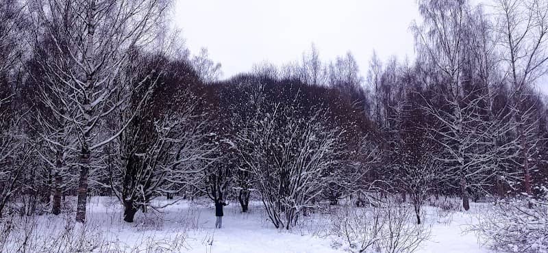 Neveroyatnaya Roshcha Iv-Samostrizhek Na Territorii Parka Mira - Image 1