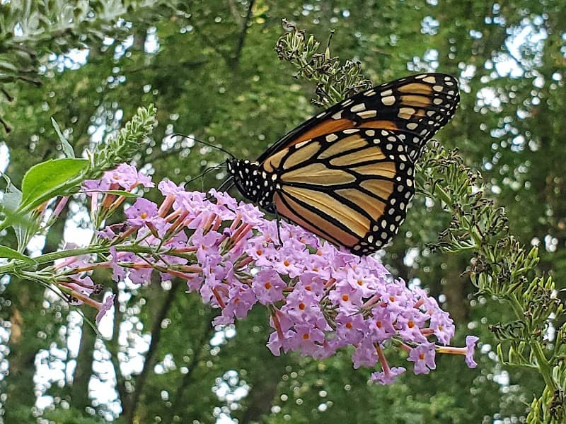 Maria's Butterfly Garden, The Gardens at SIUE - Image 1