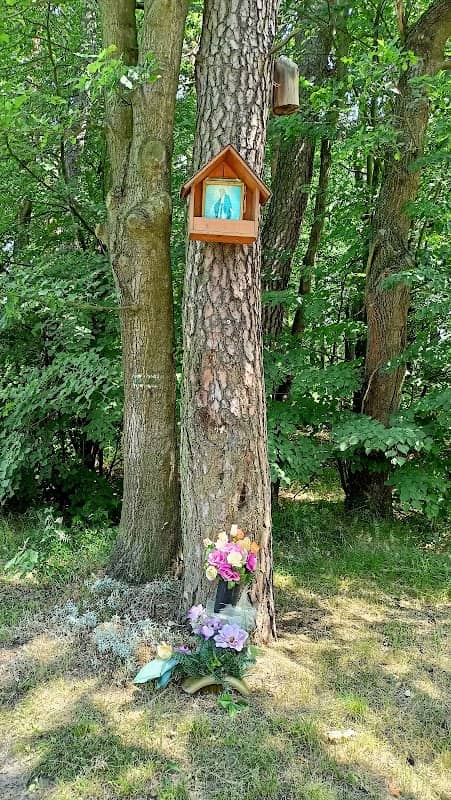 Pomnik Przyrody - Image 1