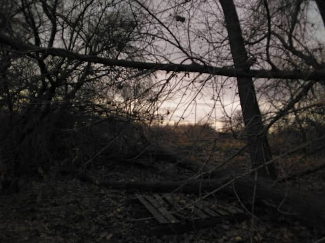 Neverland Forest - Image 2