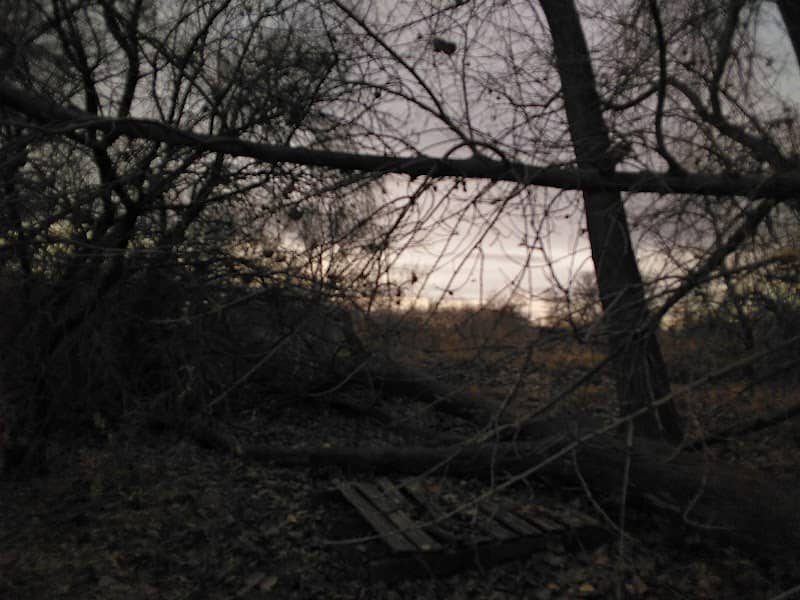 Neverland Forest - Image 2