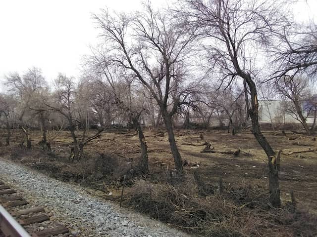 Neverland Forest - Image 1