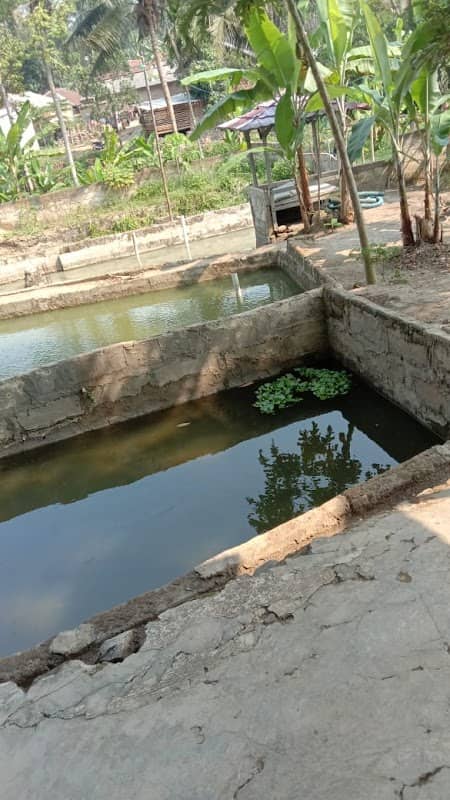 Balong Ku - Image 1