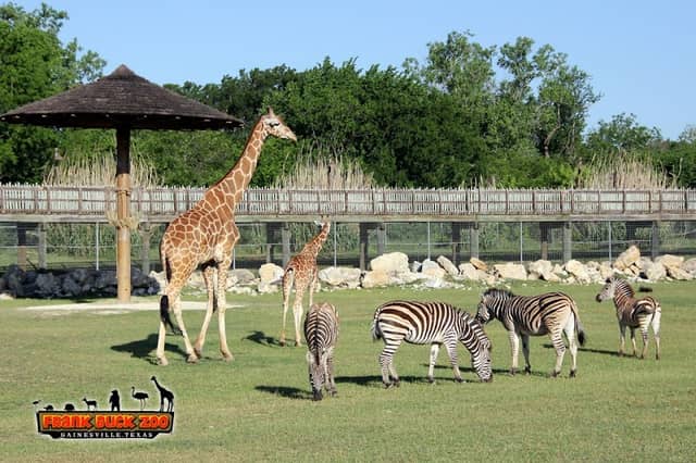 Frank Buck Zoo - Image 1