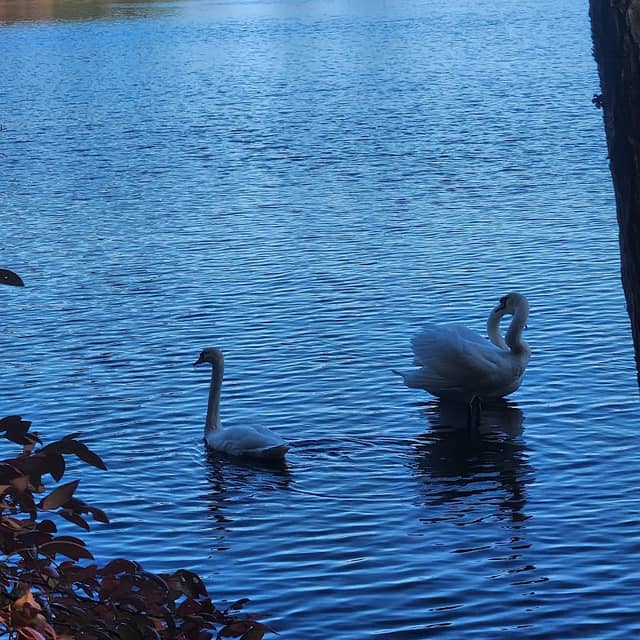 Farm Pond Park - Image 2