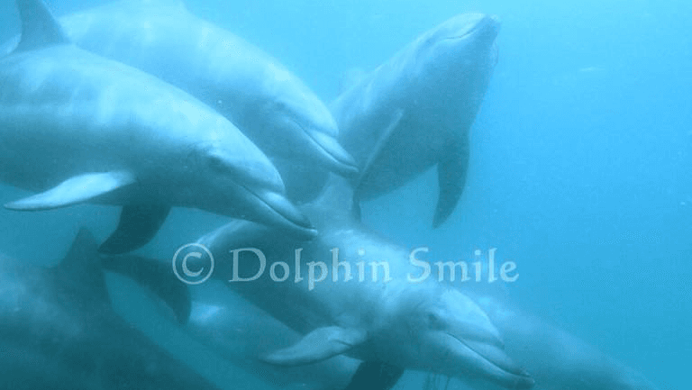 Dolphin Smile - Image 1
