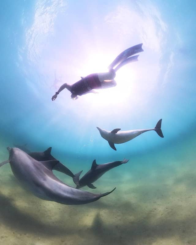 Dolphin Smile - Image 2