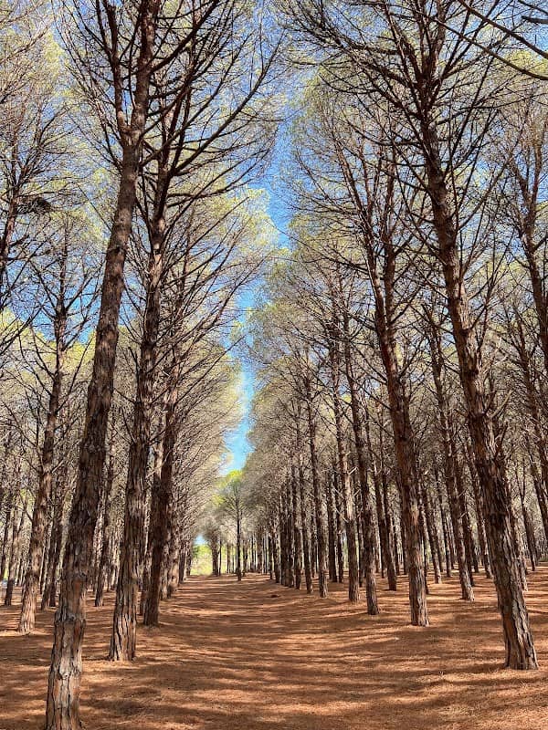 Pineta di Cortoghiana - Image 1