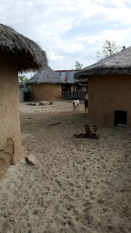 Serenga - Image 1
