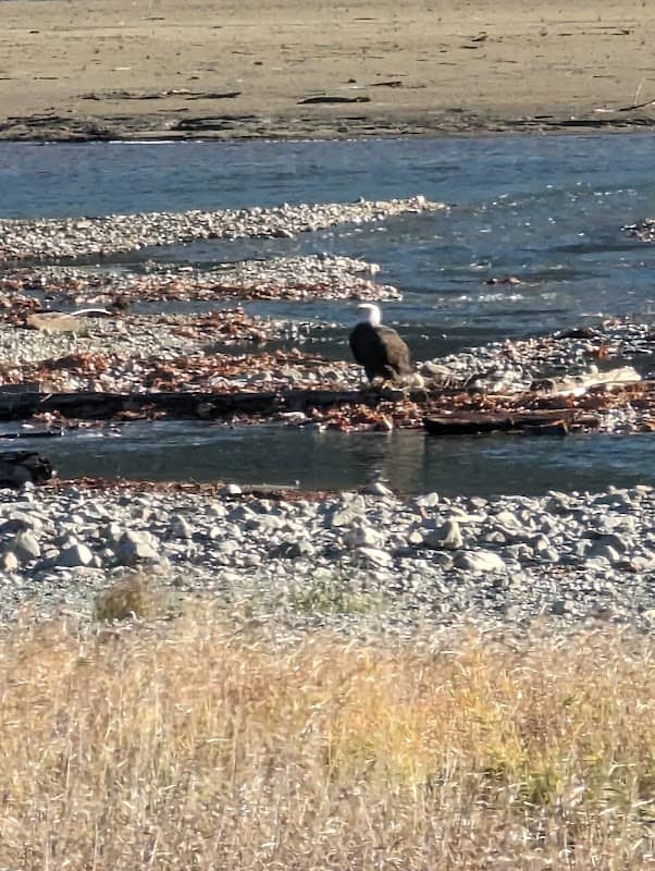 Eagles & Salmon Viewing Point - Image 3