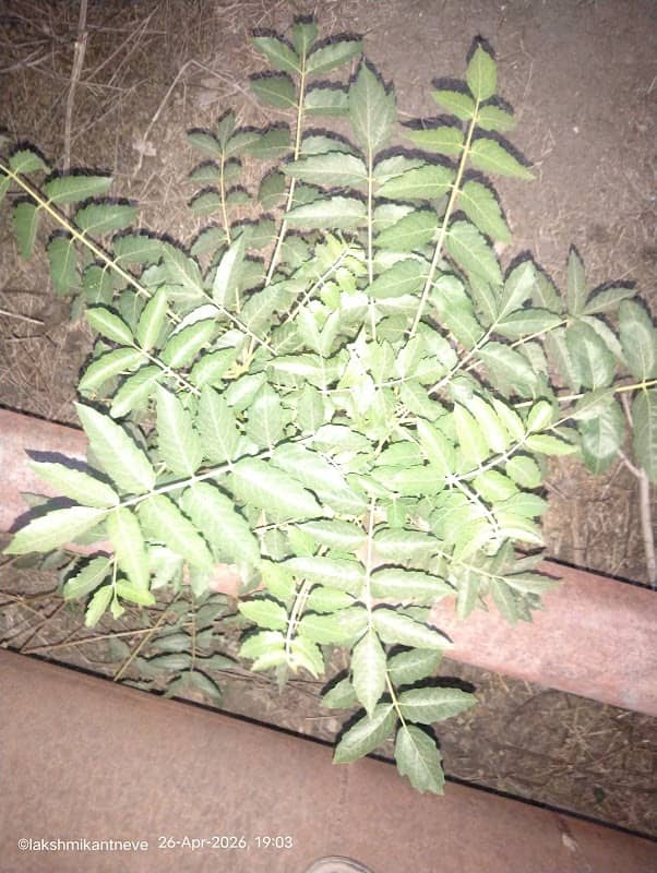 Maruti BTPS Wetland - मारुती बी.टी.पि.एस मैदान - Image 1
