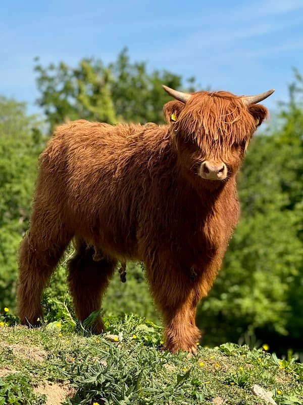 Godstone Farm - Image 1