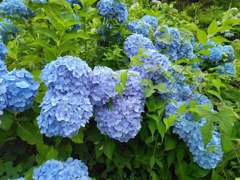 Hydrangeas along the road at Nagatani - Image 1